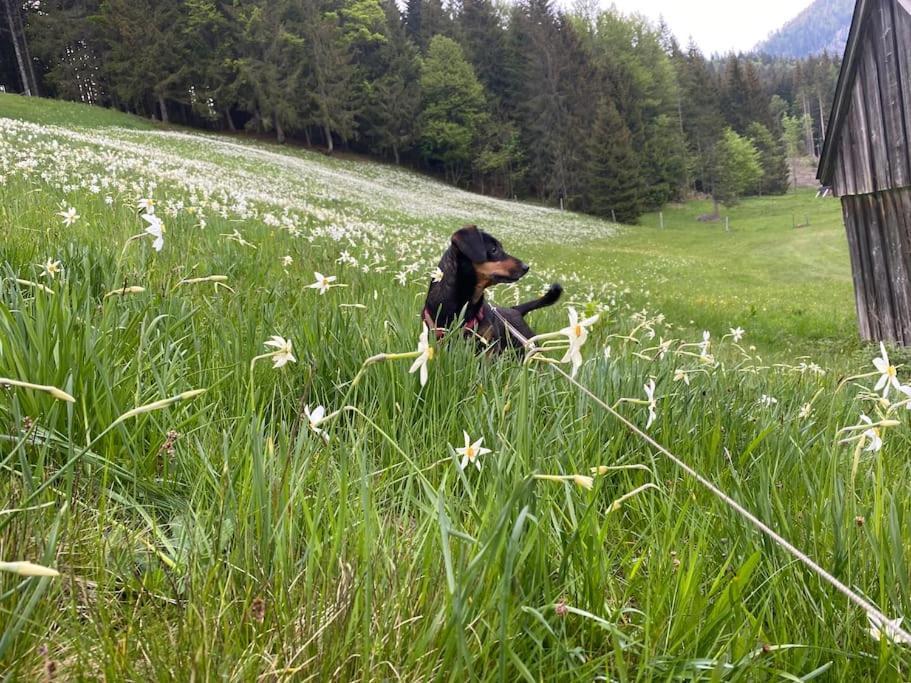 Alpenurlaub II Wohnung Mit Traumausblick Бад-Миттерндорф Экстерьер фото